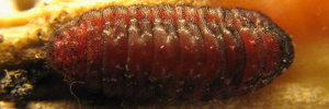 Final Larvae Top of Cycad Blue - Theclinesthes onycha capricornia